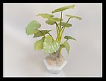 植物