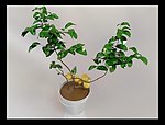 植物
