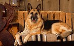 牧羊犬