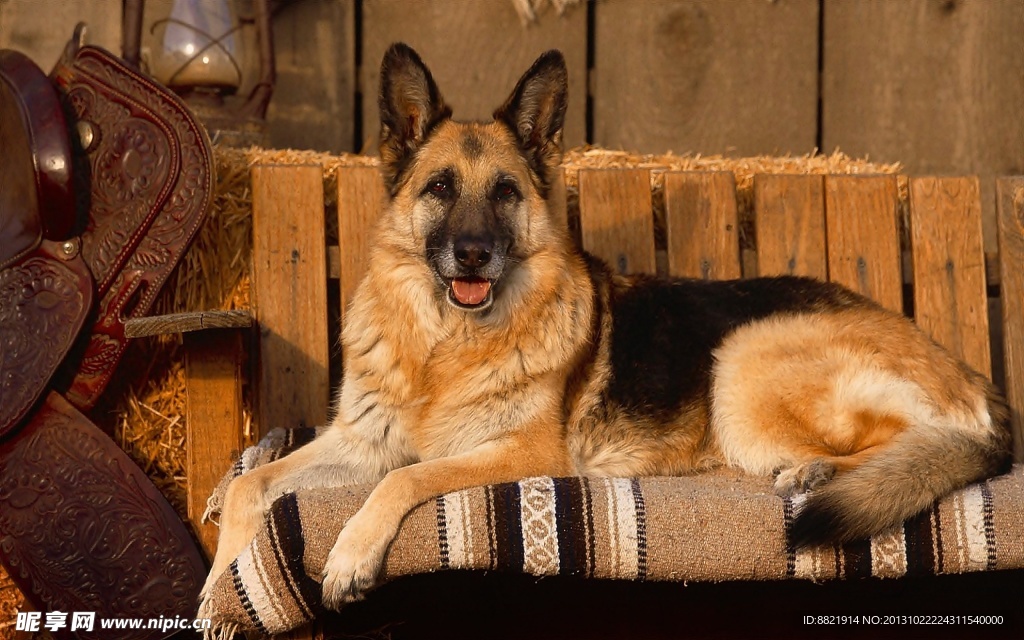 牧羊犬