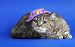 小猫