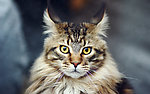 小猫