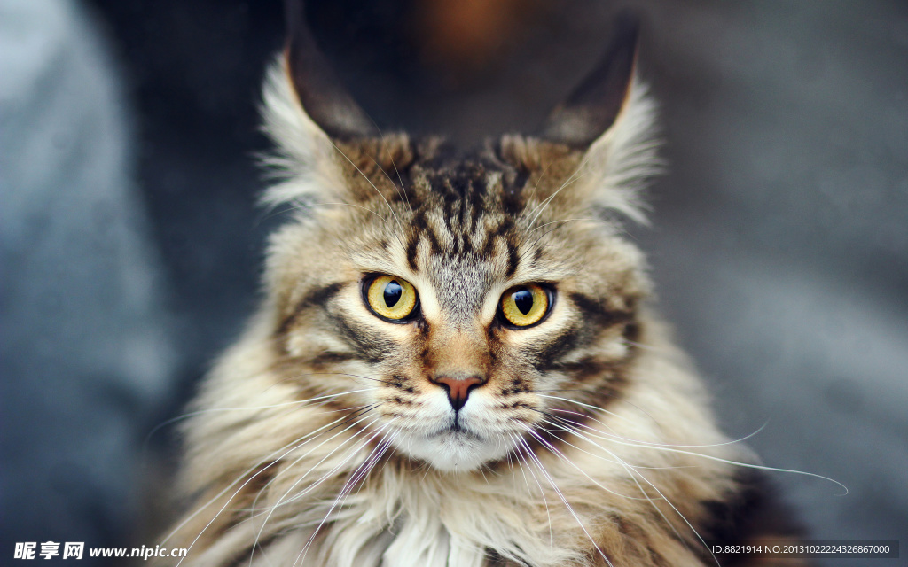 小猫