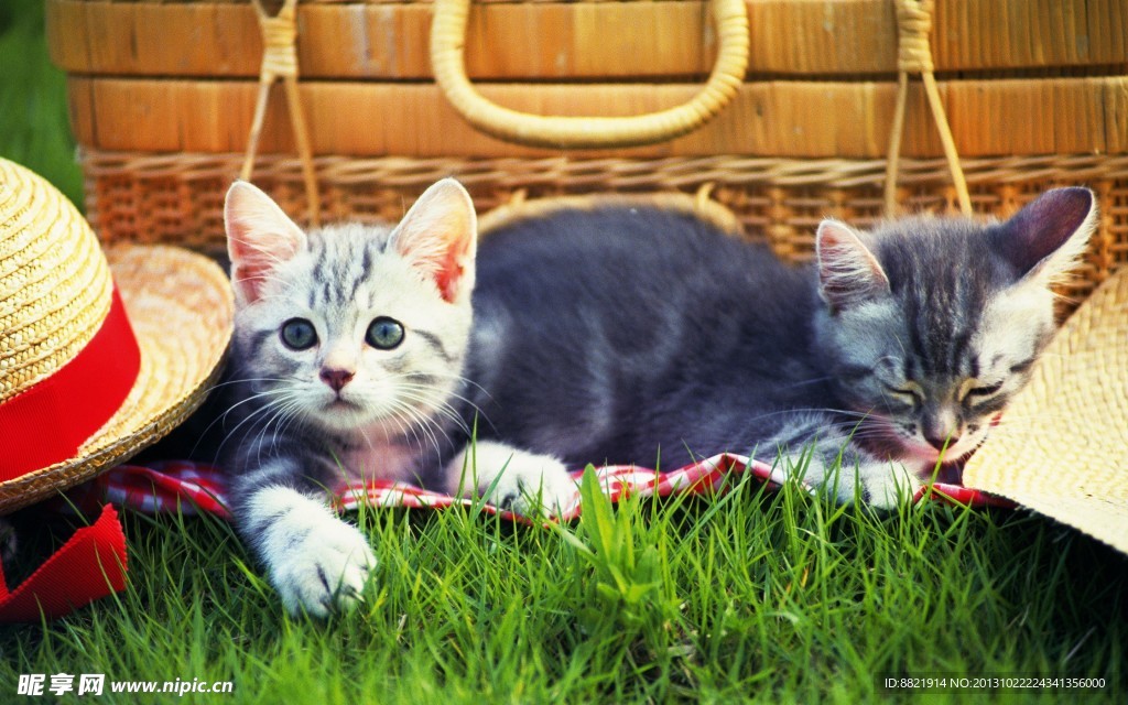 小猫