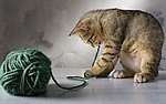 小猫