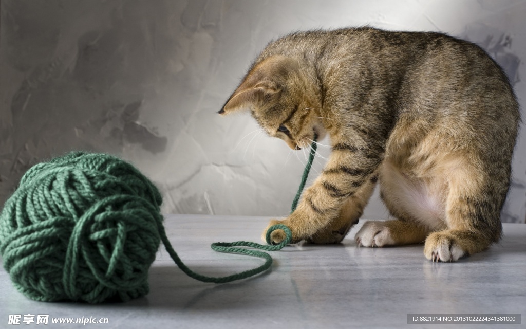 小猫