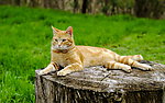 小猫