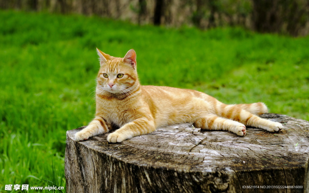 小猫