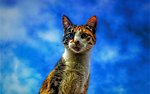 小猫