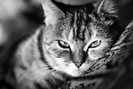 小猫