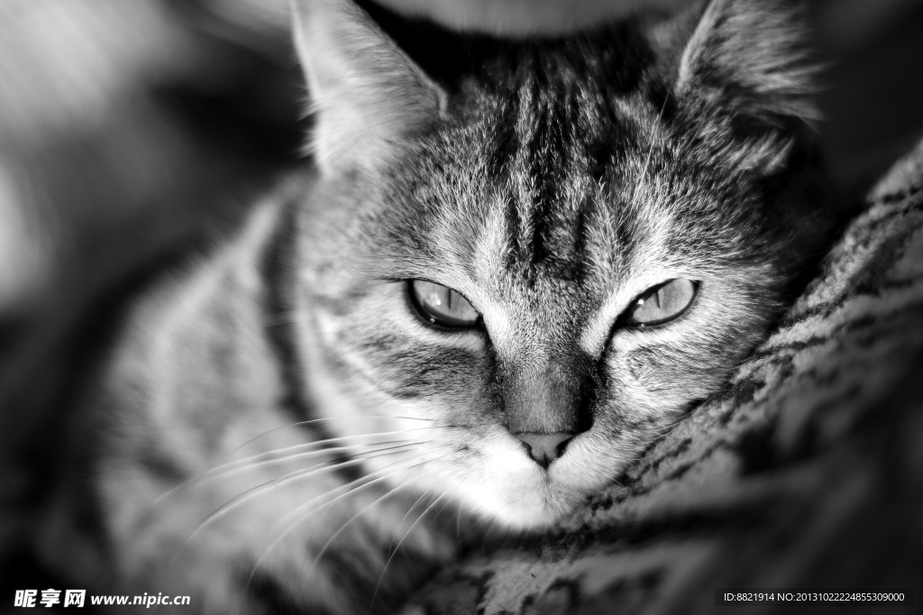 小猫