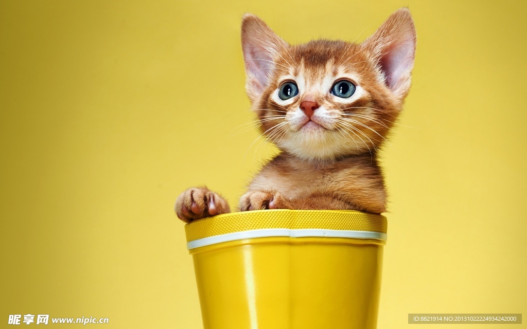 小猫