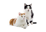 小猫