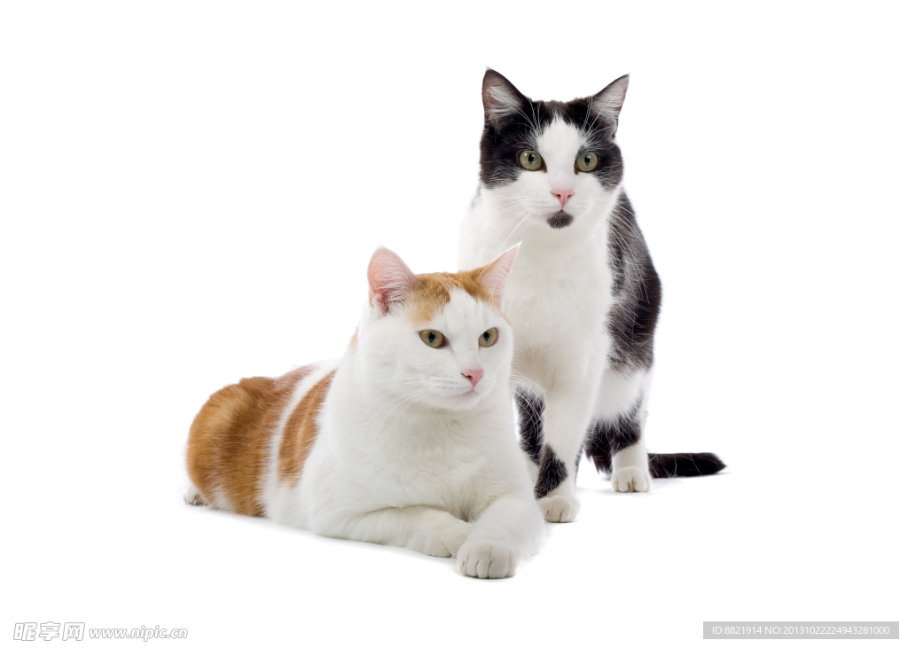 小猫