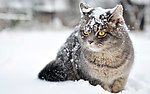 小猫