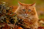小猫