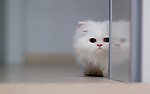 小猫
