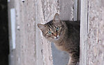 小猫