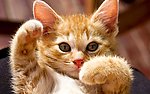 小猫