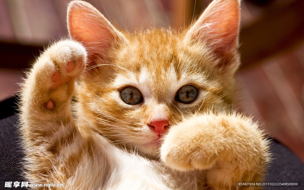 小猫