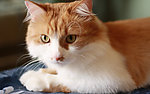 小猫