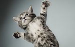 小猫