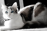 小猫