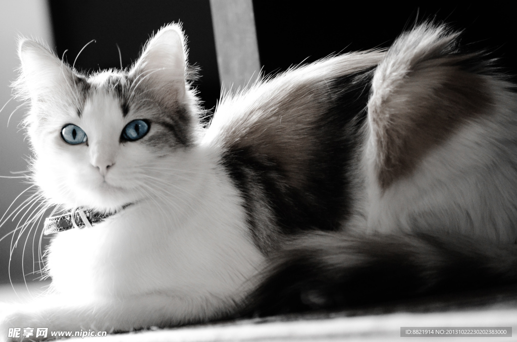 小猫