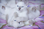 小猫