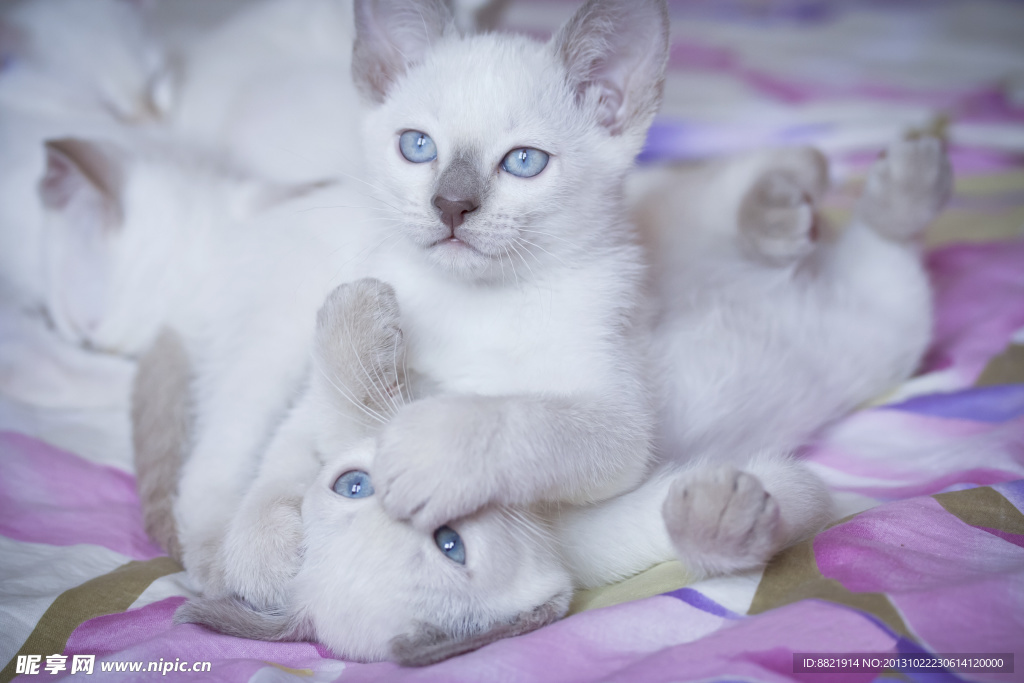 小猫