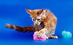 小猫