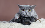 小猫