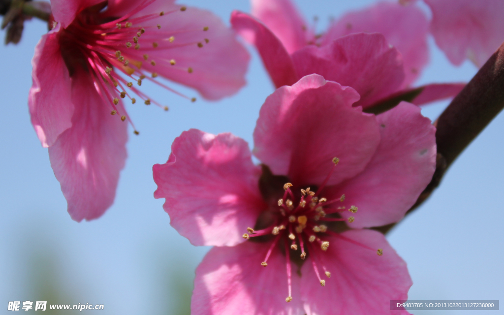 桃花