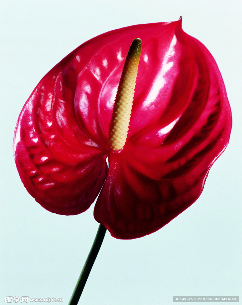 火鹤花