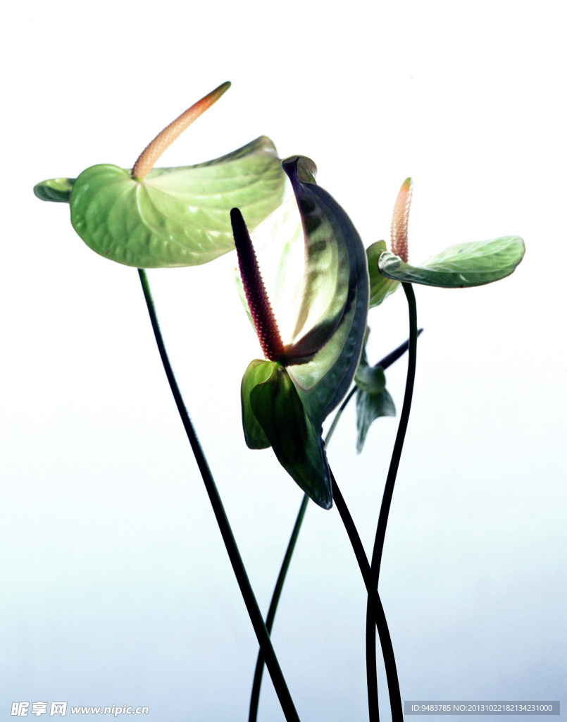 火鹤花