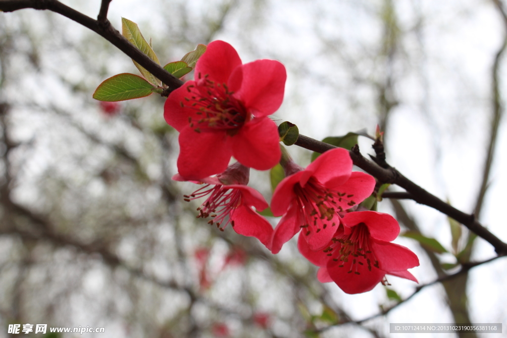 桃花