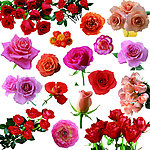 玫瑰花