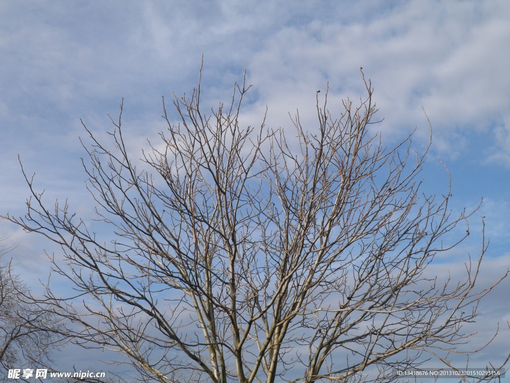 树枝天空