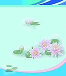 学校展板 荷花