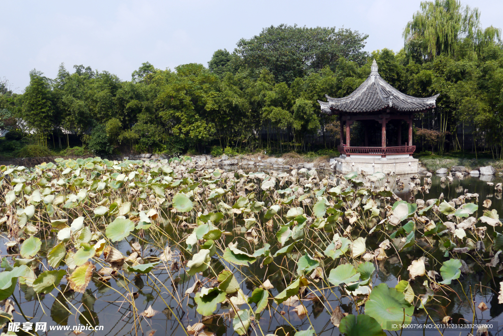 稽山公园荷塘小景