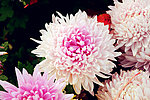 菊花展