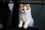小猫
