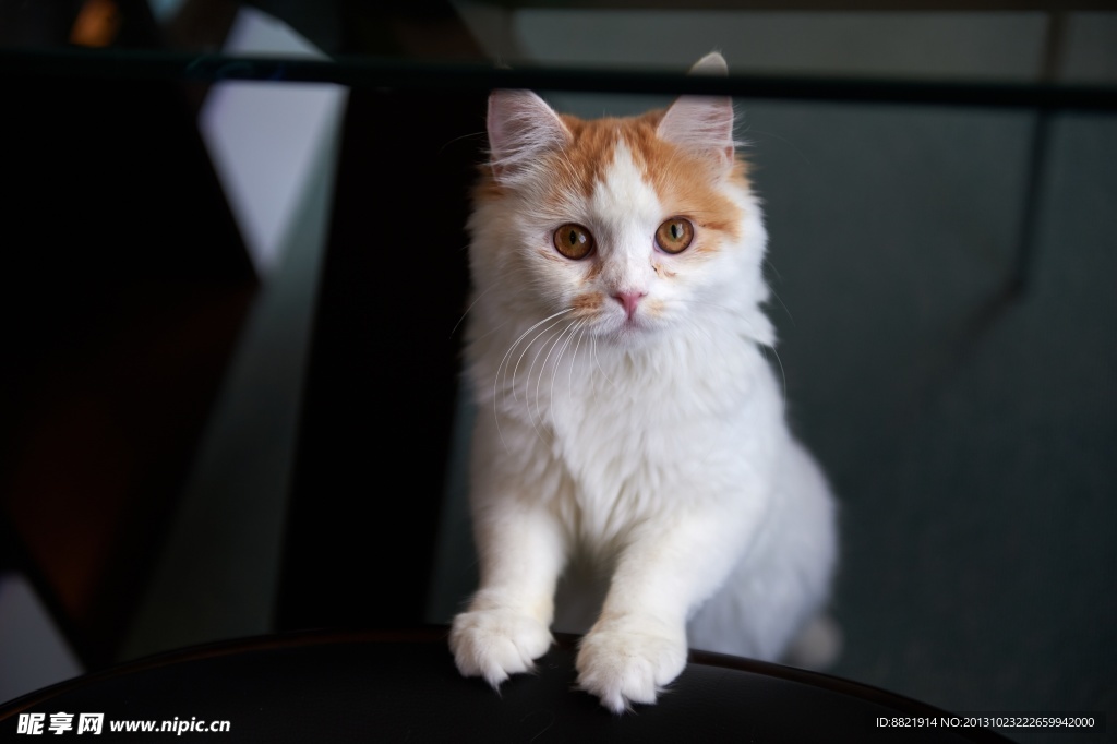 小猫