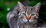 小猫