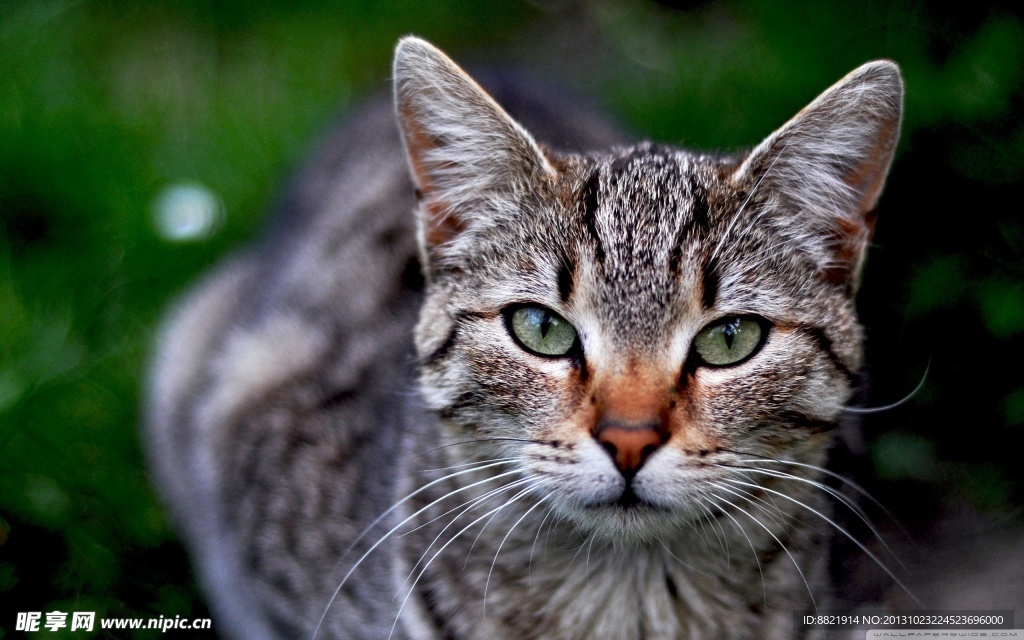 小猫