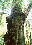 树荫