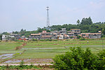 水稻田
