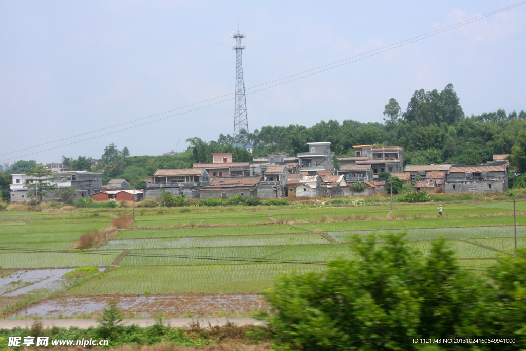 水稻田