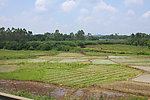 田野风光