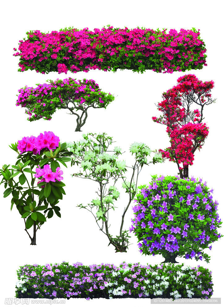 花卉素材